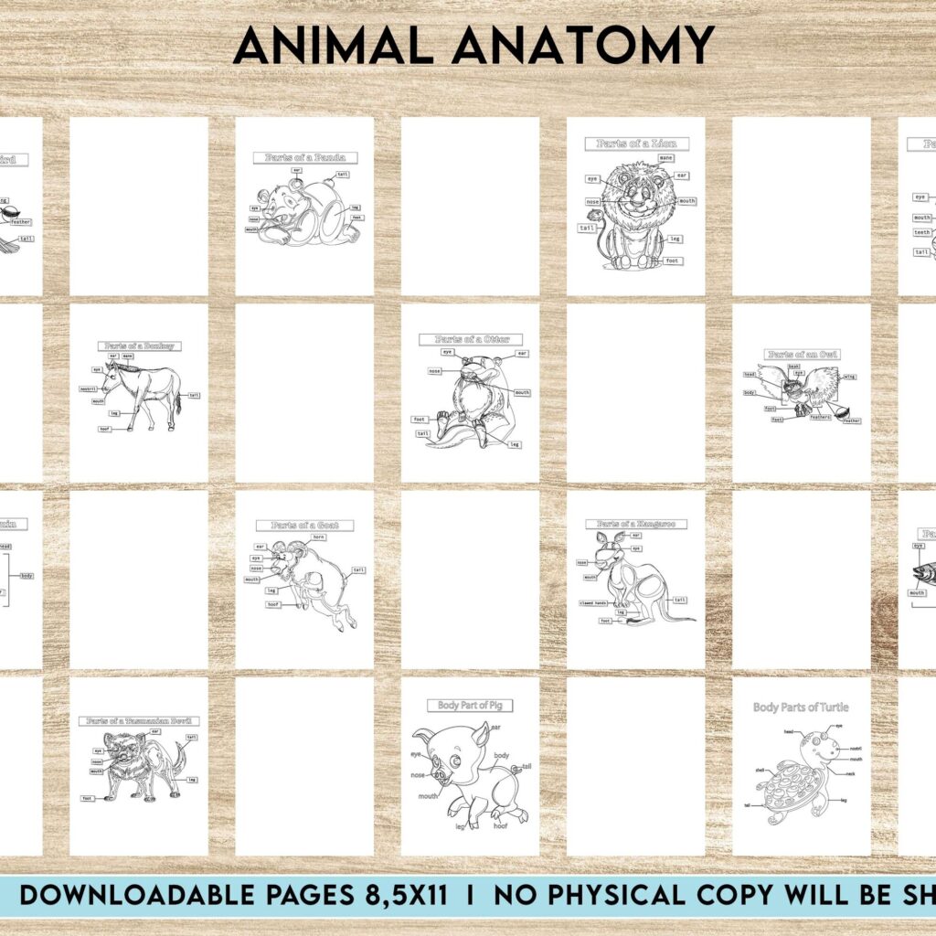 Animal Anatomy Activity book PDF File 8.5×11 inch For Kids aged 2-4 4-8, KDP interior Ready To Upload COMMERCIAL Use