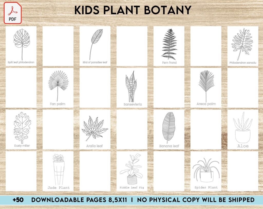 Kids Plant Botany Activity book PDF File 8.5×11 inch For Kids aged 2-4 4-8, KDP interior Ready To Upload COMMERCIAL Use