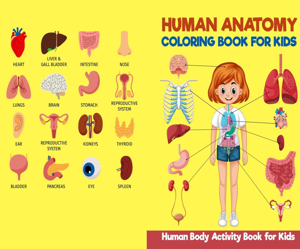 Human anatomy coloring Activity book PDF File 8.5×11 inch For Kids aged 2-4 4-8, KDP interior Ready To Upload COMMERCIAL Use