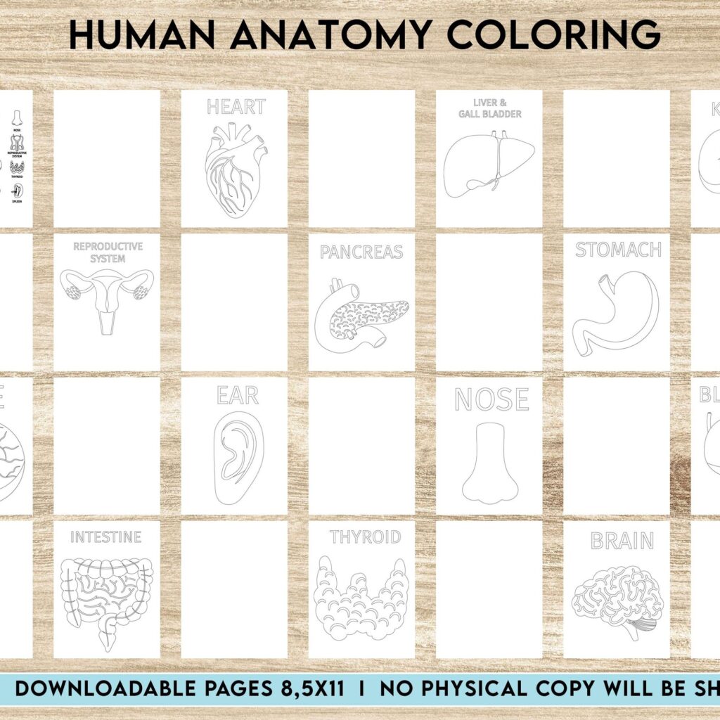 Human anatomy coloring Activity book PDF File 8.5×11 inch For Kids aged 2-4 4-8, KDP interior Ready To Upload COMMERCIAL Use