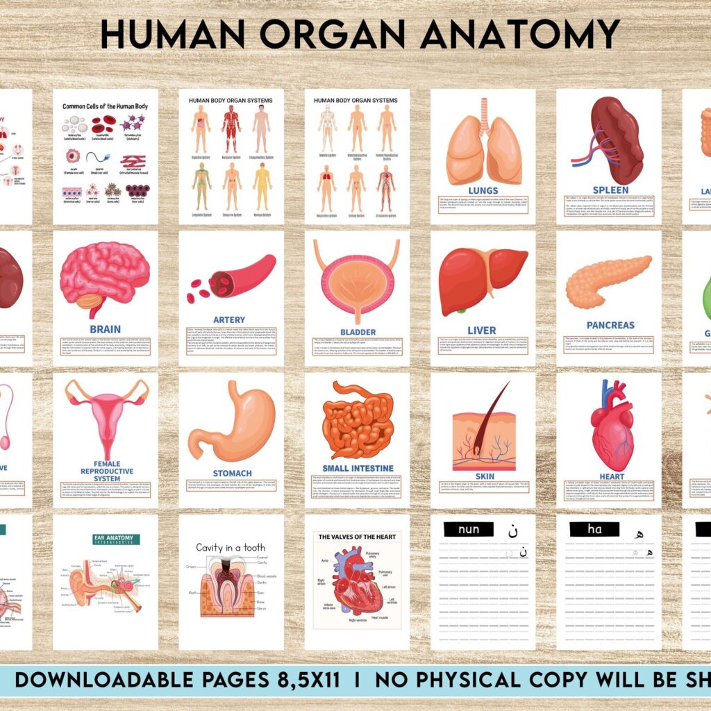 Animal Anatomy Activity book PDF File 8.5×11 inch For Kids aged 2-4 4-8, KDP interior Ready To Upload COMMERCIAL Use